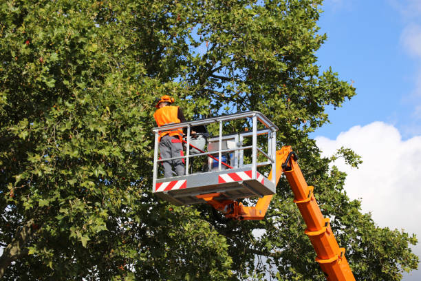 How Our Tree Care Process Works  in Portsmouth, VA